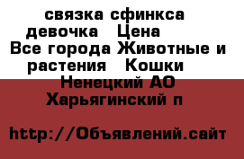 связка сфинкса. девочка › Цена ­ 500 - Все города Животные и растения » Кошки   . Ненецкий АО,Харьягинский п.